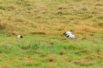 Wall Mural - African sacred ibises (Threskiornis aethiopicus) in Ngorongoro crater national park, Tanzania