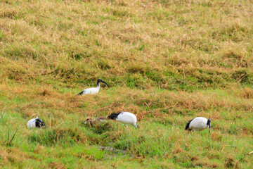 Wall Mural - African sacred ibises (Threskiornis aethiopicus) in Ngorongoro crater national park, Tanzania