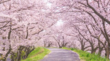 Fototapeta Nowy Jork - 満開の桜並木と並木道