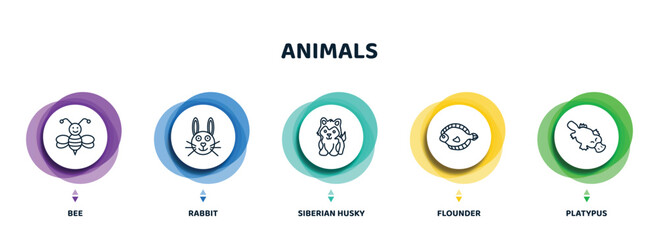 Wall Mural - editable thin line icons with infographic template. infographic for animals concept. included bee, rabbit, siberian husky, flounder, platypus icons.