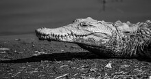 Grayscale Closeup Shot Of An Alligator On A Wild Nature Reserve