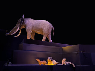 museum exhibition displaying stuffed seals and elephant