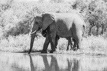 Grayscale Shot Of A Large Elephant Wading In A Pond In A Nature Reserve