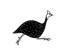Vector Card With Hand Drawn Hastily Running Helmeted Guinea Fowl Made In Cartoon Style. Ink Drawing, Graphic Illustration, Heavy Contour. Beautiful Design Elements