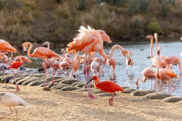 Sticker - Beautiful exotic flamingos at the shore