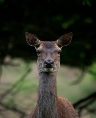 Wall Mural - Vertical shot of a deer looking at at the camera with an isolated green and black background