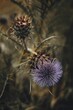 Vertical closeup shot of a dry purple thistle flower on a field