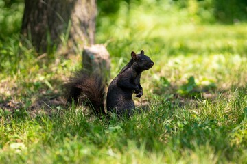 Wall Mural - Closeup shot of a black squirrel standing in front of a trunk and looking at the camera