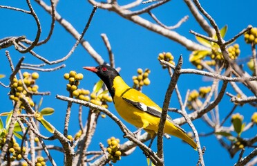 Wall Mural - Closeup of a Black-headed oriole perching on the branch of a blooming tree