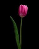 Fototapeta Tulipany - Red-purple blooming tulip with green stem and leaf isolated on black background. Studio close-up shot.