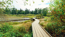 Boardwalk Over Burrard Inlet Wetlands On Shoreline Trail At Port Moody, BC, On A Cloudy Late Summer Day.