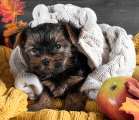  A Yorkshire Terrier puppy on an autumn background.