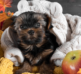  A Yorkshire Terrier puppy on an autumn background.