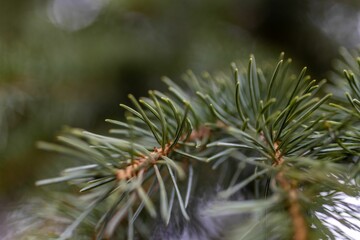 Closeup shot of spruce tree branches