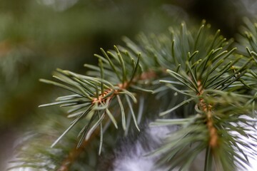 Closeup shot of spruce tree branches