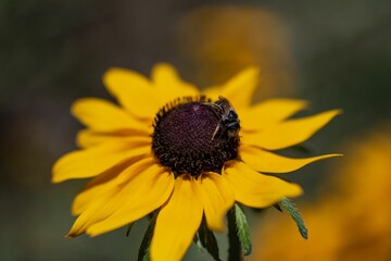 Poster - Closeup shot of a bee pollinating an orange coneflower