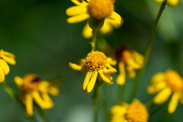 Poster - Closeup shot of blooming golden marguerite flowers