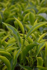 Wall Mural - Vertical shot of the leaves of tea plant against a blurred background