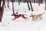 Fototapeta Psy - Two ridgeback dogs and a golden retriever run in the snow in the park in winter