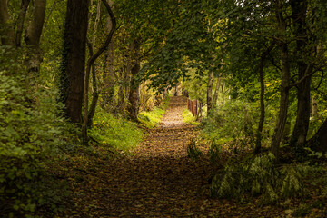  Autumnal Chaines Wood, Carnfunnock Country Park, Larne, Mid and East Antrim, County Antrim, Northern Ireland