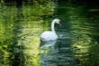 swan swimming on a calm river