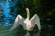 white swan start stretching the wings while swimming on a calm stream