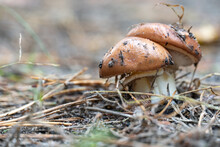 Season Mushrooms In Nature. Two Wild Mushroom Porcini Growing On Forest Floor. Edible White Brown Mushroom Boletus Edulis Close Up. Harvest And Season Fungal.