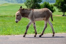 Small Brown Donkey On A Trail Near Custer State Park In South Dakota