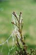 Spinnweben mit Tau in einer Tuja Pflanze