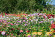 © H.A.Colijn - Lots of different colors in the dahlia garden
