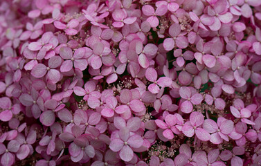 Canvas Print - tender pinkHydrangea background. Hortensia flowers surface. Rose hydrangea. High quality photo. Selective focus