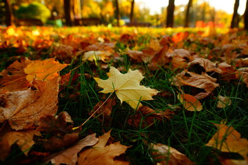 Wall Mural - autumn leaves on the grass