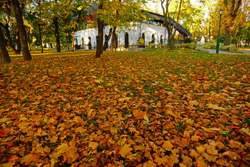 Wall Mural - autumn in the city