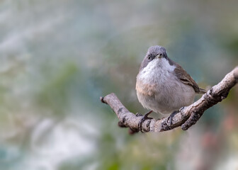 Wall Mural - A Lesser White throat resting on a tree