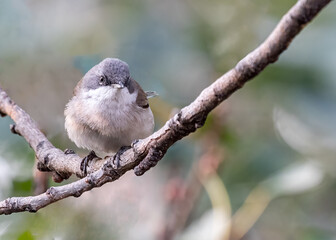 Wall Mural - A Lesser White throat perching on a tree