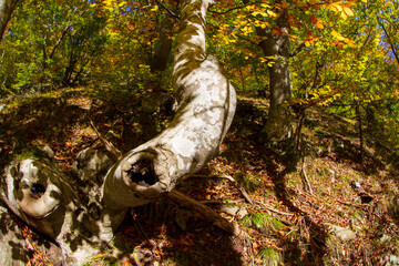 Wall Mural - Trees in autumn