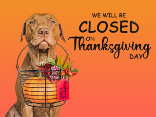 Wall Mural - Signboard with the inscription We will be closed on Thanksgiving. Charming brown dog and bright background. Close-up, indoors. Studio shot. Pet care concept