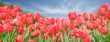 Tulips field. Red tulips blooming in a park