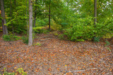 Fototapeta Na sufit - Autumn forest and mulch with undergrowth on a sunny day. Forest.