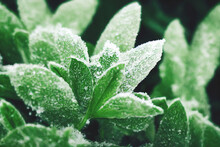 Closeup Of Frozen Green Leaves Plants In A Garden During Winter, 3d Illustration.