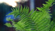 A fern leaf gently illuminated by the sun's rays
Liść paproci delikatnie oświetlony promieniami słonecznymi