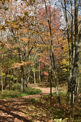 Canvas Print - Forêt Drummond 16 Octobre 2022