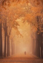 Silhouette Of People Walking On A Foggy Autumn Morning In The Park