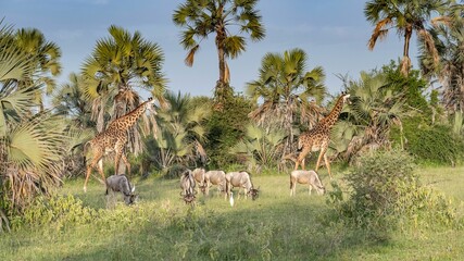 Wall Mural - Panoramic view of giraffes and wildebeests among palms in Serengeti Ngorongoro parks in Tanzania