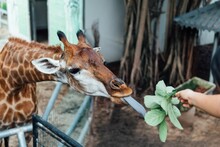 Closeup Shot Of A Hand Feeding Leaves To A Giraffe