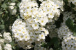 © Anna - white Garland Spirea flowers