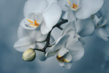 Fototapeta Storczyk - Białe płatki kwiatów storczyka. Kompozycje kwiatowe na rozmytym tle.