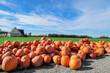 a lot of pumpkins at the open farmer's market. pumpkins against a beautiful sky. against the backdrop of a field and a farmhouse