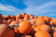 a lot of pumpkins at the open farmer's market. pumpkins against a beautiful sky.