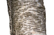Betula pendula - Silver birch - Bouleau verruqueux